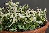 <em>Corydalis aff verticillaris</em>